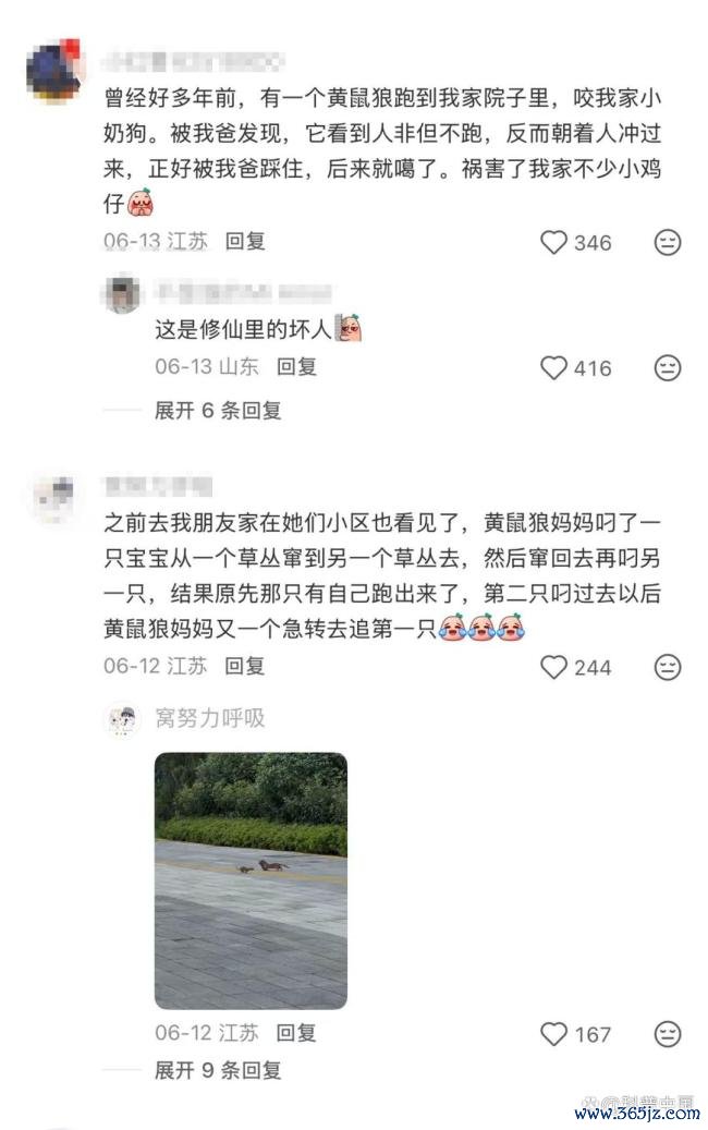 为什么城市里的黄鼠狼越来越多 城市生存秘诀揭晓