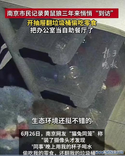 为什么城市里的黄鼠狼越来越多