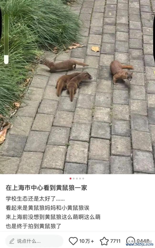 为什么城市里的黄鼠狼越来越多 城市生存秘诀揭晓