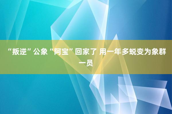 “叛逆”公象“阿宝”回家了 用一年多蜕变为象群一员