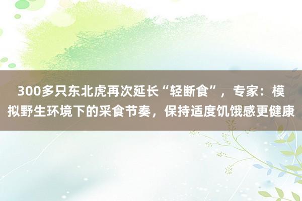 300多只东北虎再次延长“轻断食”，专家：模拟野生环境下的采食节奏，保持适度饥饿感更健康